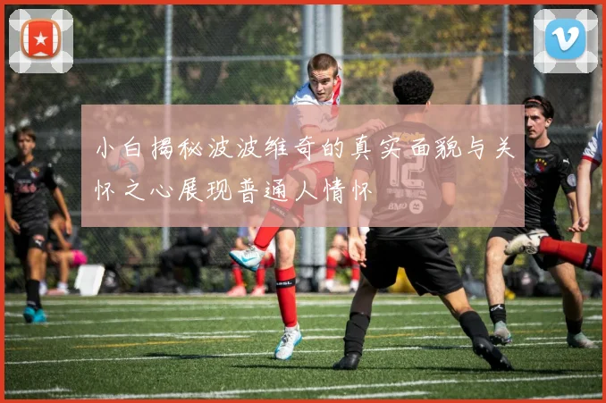 小白揭秘波波维奇的真实面貌与关怀之心展现普通人情怀